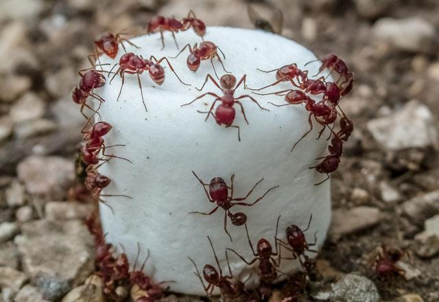 Karınca kovucu yöntemler