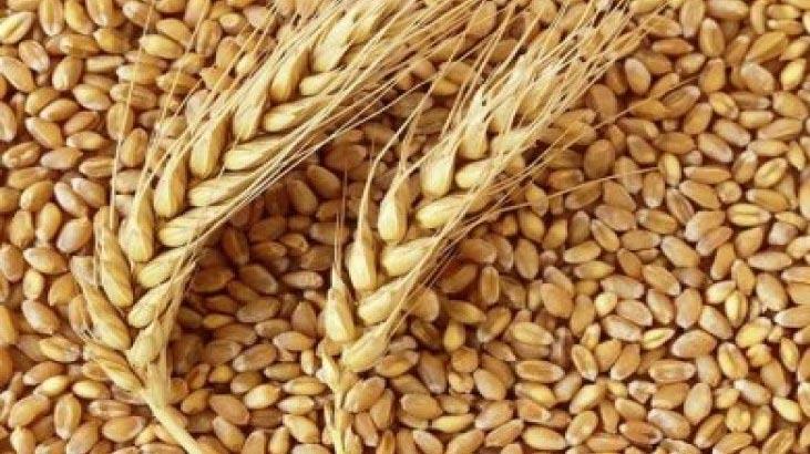 500 bin ton buğday ithalatı' iddiası için resmi açıklama - Son ...