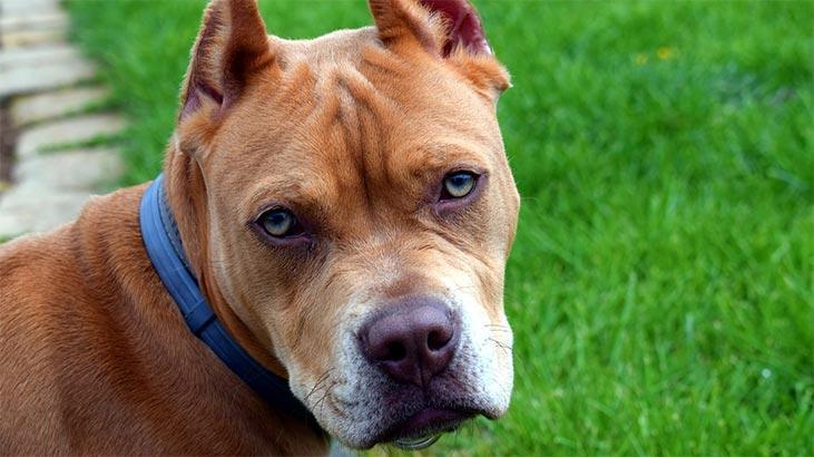 Pitbull Kopegi Ozellikleri Nelerdir Yavru Amerikan Pitbull Terrier Cinsi Hakkinda Bilgiler Yasam Haberleri