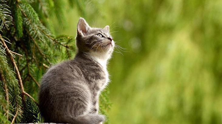 Kediler Kac Yil Yasar Kedilerin Ortalama Omru Ve Kendine Has Ozellikleri Evcil Hayvan