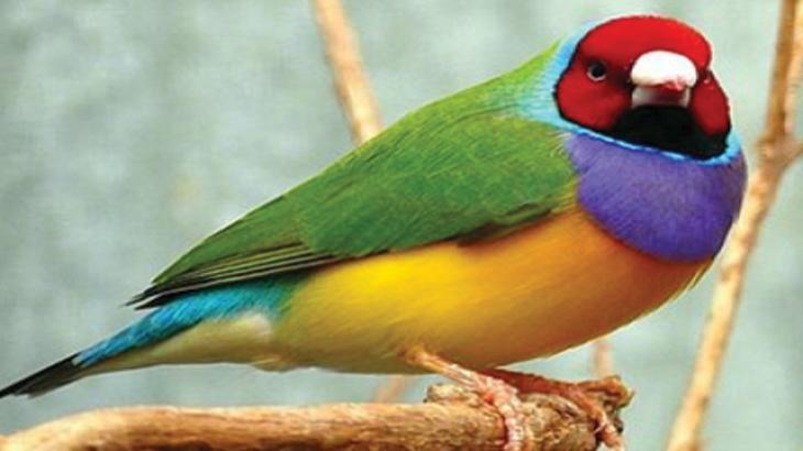 Rüyada Rengarenk Kuşlar Görmek Nedir? Güzel Renkli Kuşları Uçarken