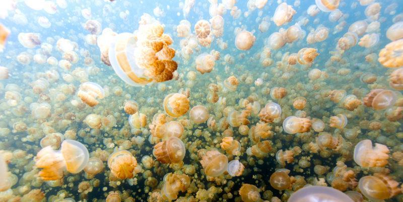 İlginç Bir Yüzme Deneyimine Hazırlanın: Denizanası Gölü