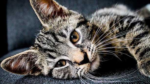 Kediler Insanlari Neden Yalar Molatik Doga