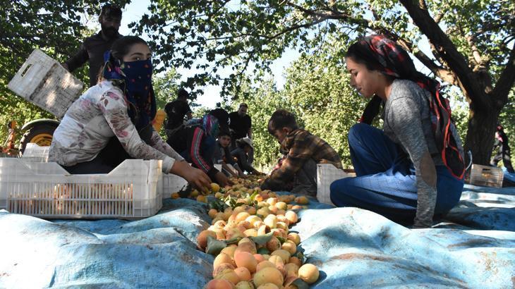 Malatya'da 20 bin mevsimlik işçi ile kayısı hasadı