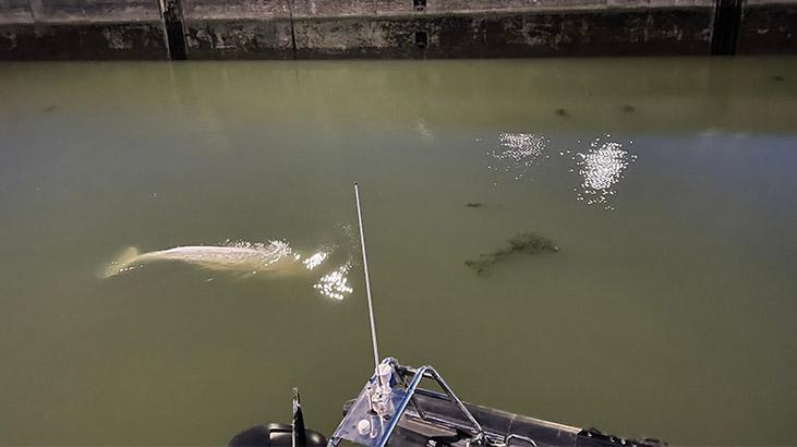 4 gündür nehirde mahsur kalan beyaz balina kurtarıldı