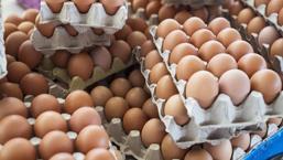 Rekabet Kurumu yumurta sektörüne soruşturma başlattı