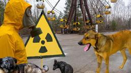 Çernobil'de yaşayan 300 köpeğin ardındaki sır! Bulunursa kanser tedavisini değiştirebilir