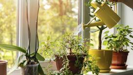 Evde kendi olanaklarıyla bitki yetiştirmek isteyenlere 5 öneri