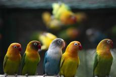 Papağan Fiyatları 2022: Sultan, Cennet, Jako, Kakadu, Pakistan, Forpus, Macaw Papağan Fiyatları