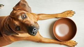 Köpeklerin güvenle yiyebileceği insan yiyecekleri