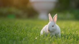 Tavşan İsimleri: En Güzel, Komik Dişi ve Erkek Tavşan Adları