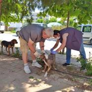 Gelibolu'da av köpeklerine kuduz aşısı yapıldı