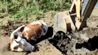 Bingöl’de bataklığa saplanan ineği itfaiye kurtardı