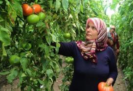 Çameli'ni hormonsuz domates cenneti yapan proje