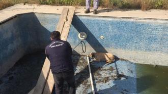 Boş havuza düşen köpek kurtarıldı