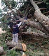 Turgutlu'da fırtına ağaçları devirdi