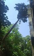 Konak'ta apartmanın üzerine devrilen ağaç kaldırıldı
