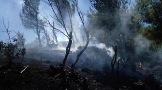 Gaziantep'te orman yanınında 1,5 hektar alanı zarar gördü