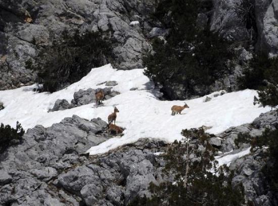 Gündoğmuş'un dağ keçileri fotoğraflandı