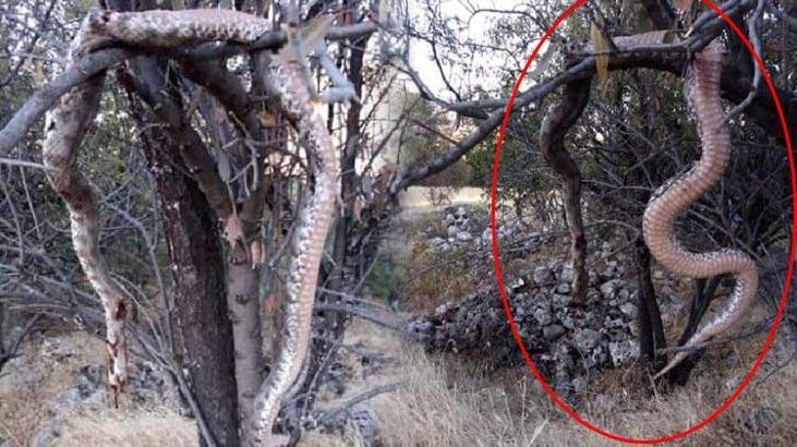Elazığ’da 6 metrelik yılanı öldürüp, ağaca astılar!