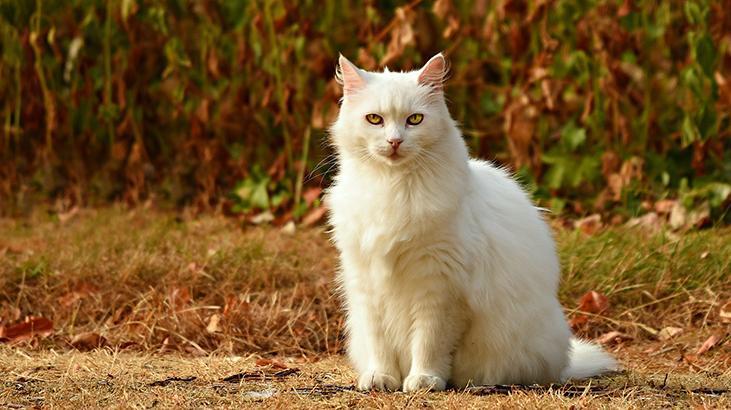 Rüyada Beyaz Kedi Görmek Ne Demek? Beyaz Kedi Yavrusu