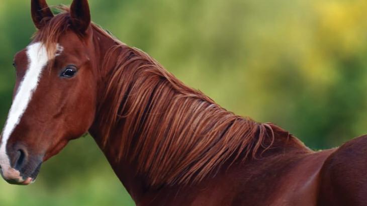 Rüyada Kahverengi At Görmek Nedir? İki Tane Koşan Atları Görmek Ne