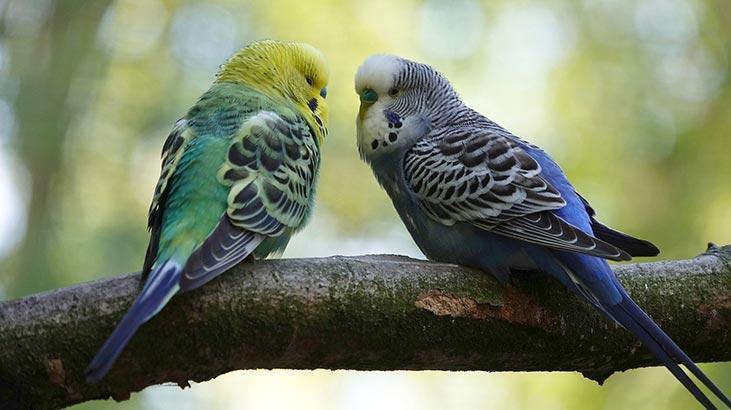 Rüyada Muhabbet Kuşu Yakalamak Nedir? Beyaz, Mavi, Yeşil Kuş Görmek Ne Demek?