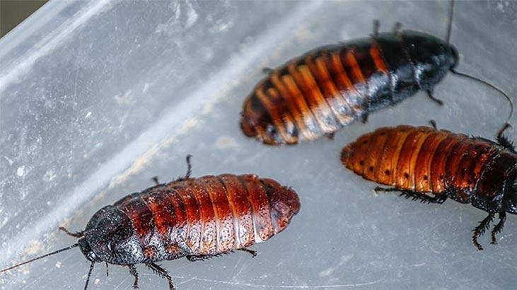 Rüyada Böcek Sürüsü Görmek Nedir? Evde Kara Böcek Sürüsü Öldürmek