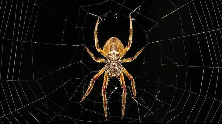 Rüyada Örümcek Görmek Nedir? Büyük Siyah Ve Beyaz Örümcek Görmek Ne Anlama Gelir?