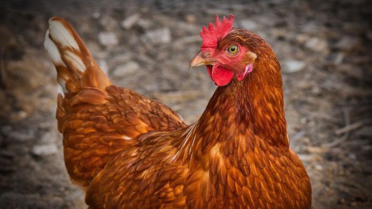 Rüyada Canlı Tavuk Görmek Nedir? Evde Tüysüz Canlı Tavuk Görülmesi
