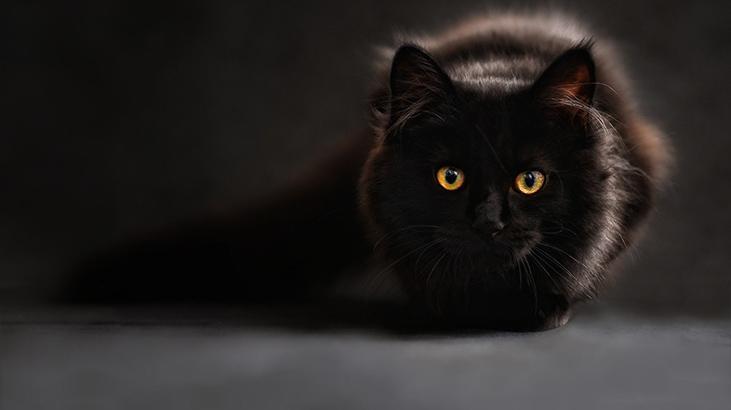 Rüyada Kedi Pisliği Görmek Ne Demek? Evde Yavru Kedi