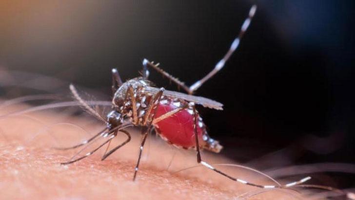 sivrisinek isirigina ne iyi gelir sivrisinek isirigi kasinti yapar mi nasil gecer saglik haberleri