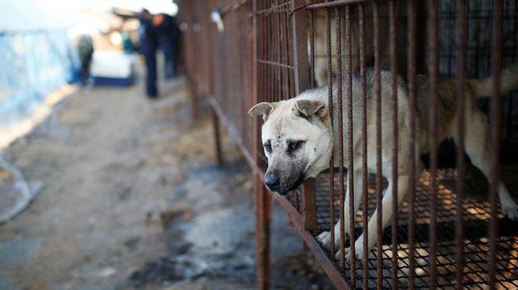 Güney Kore köpek eti tüketimini yasaklamaya hazırlanıyor