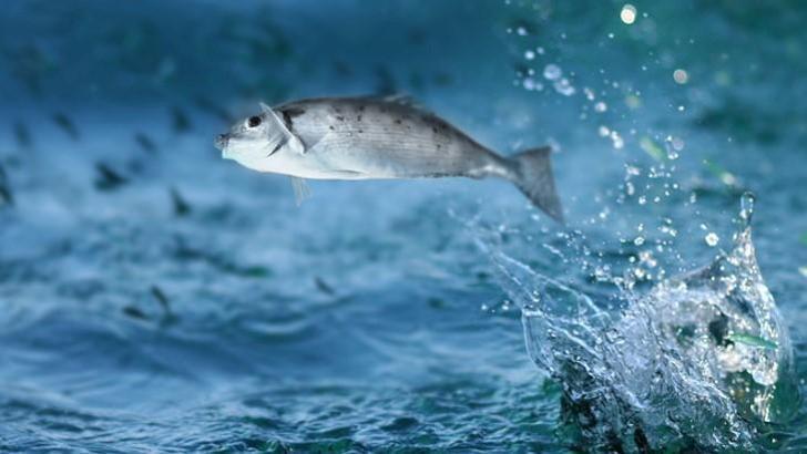 Rüyada Balık Görmek Nedir? Rüyada Büyük Balık Tutarak Yemek, Denizden Balık Yakalamak, Balık Satın Alarak Pişirmenin Anlamı