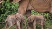 Çok nadir yaşanıyor! Kenya'da bir fil ikiz doğurdu