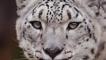 Covid-19 olan kar leoparı hayatını kaybetti