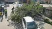 Bursa'da rüzgar nedeniyle okul girişinde ağaç devrildi! 1 kadın yaralandı