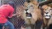 Kafesteki aslan ziyaretçilerin önünde bakıcısına saldırdı!