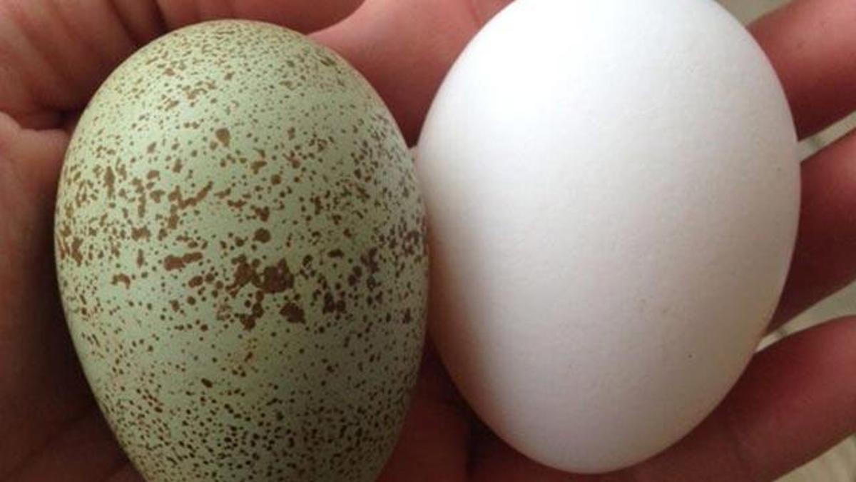 Hatching eggs. Зеленые яйца. Зелёные яйцф с пятнами.
