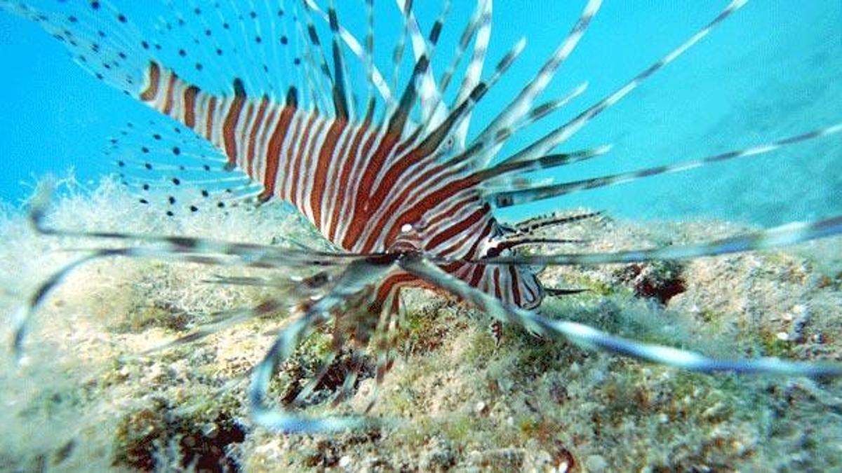 Akdeniz'de zehirli balık görüldü - Son Dakika Haberleri Milliyet