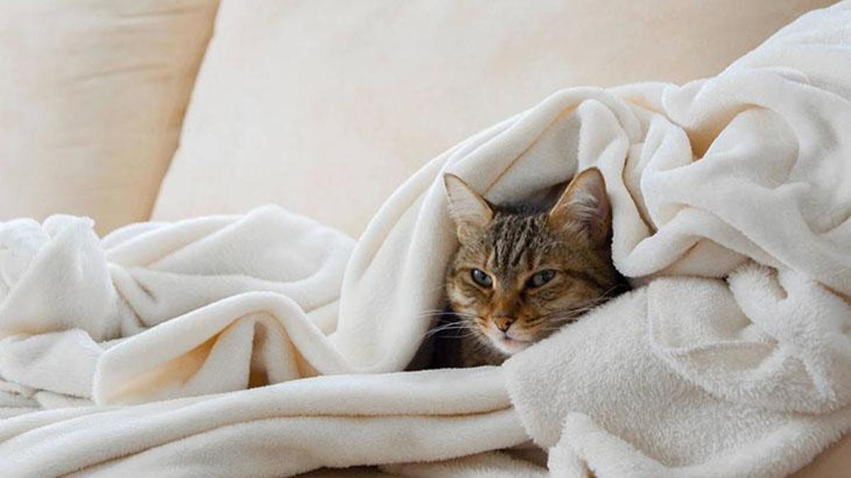 kedilerde soğuk algınlığı evde tedavi