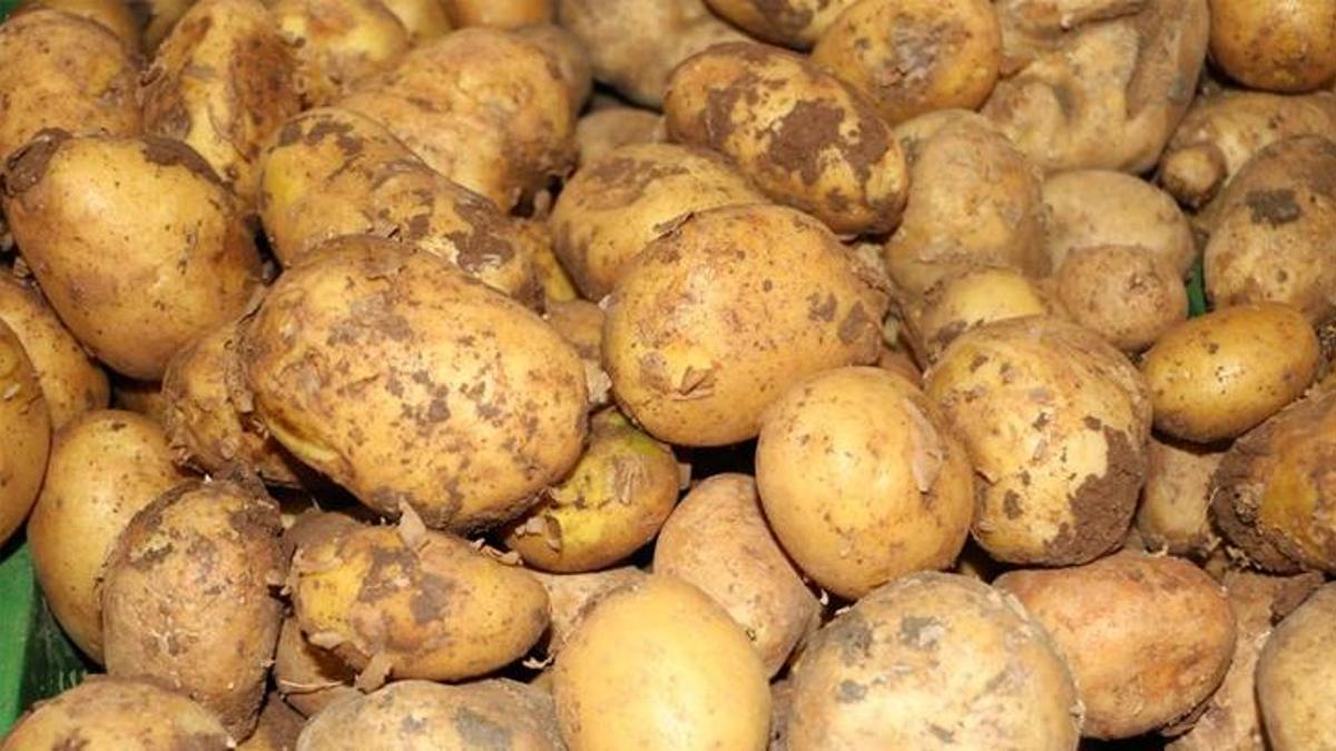 Niğde'de patates rekoltesinin 900 bin ton olması bekleniyor - Son Haberler  - Milliyet