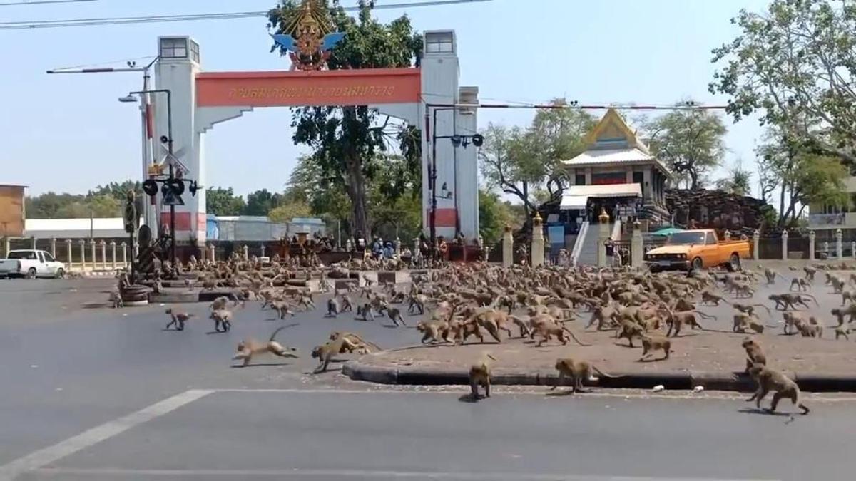 Koronavirüs yüzünden boşalan sokakları maymunlar bastı ile ilgili görsel sonucu