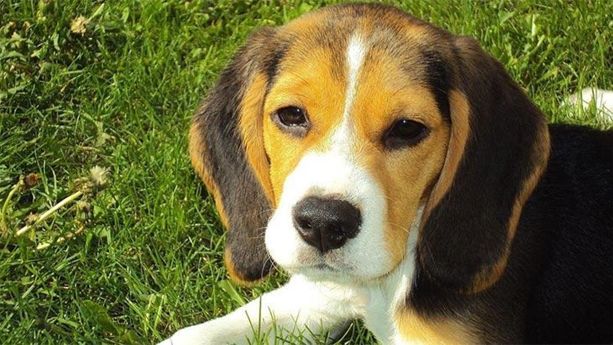 Beagle Kopek Ozellikleri Nelerdir Yavru Beagle Cinsi Hakkinda Bilgiler Yasam Haberleri