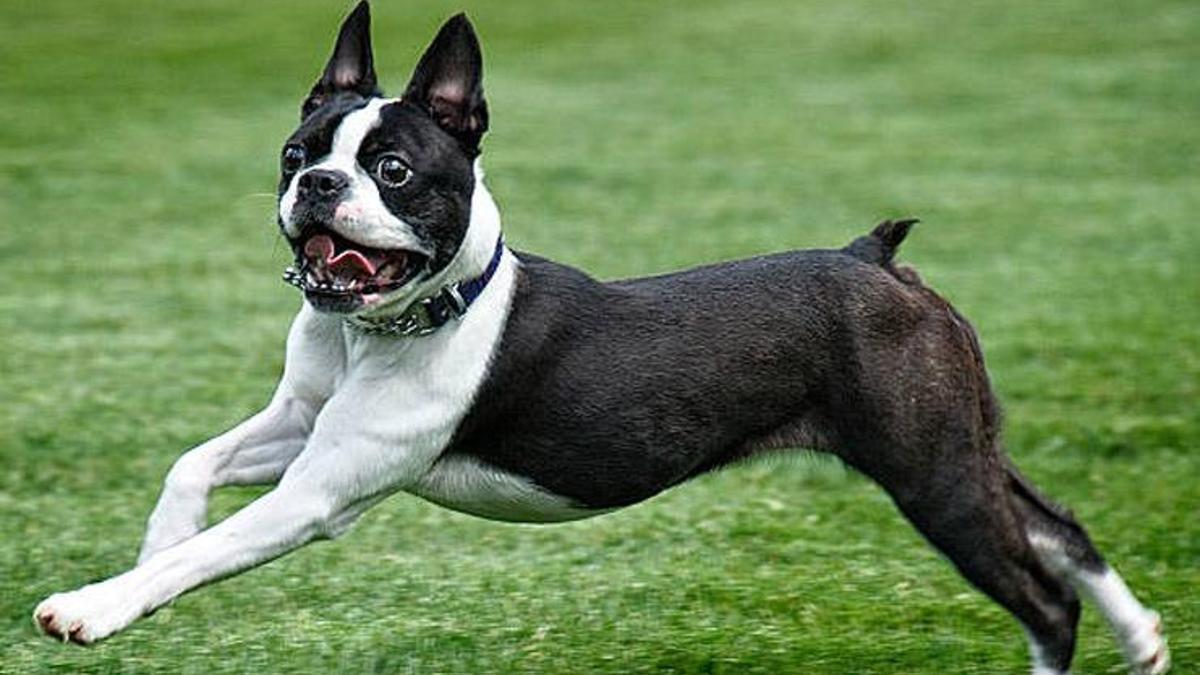 Boston Terrier Kopek Ozellikleri Nelerdir Yavru Boston Terrier Cinsi Hakkinda Bilgiler Evcil Hayvan