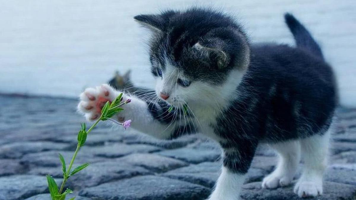 Ruyada Kedi Sahiplenmek Ne Demek Yavru Kedi Sahiplendigini Gormek Nedir Ruya Tabirleri