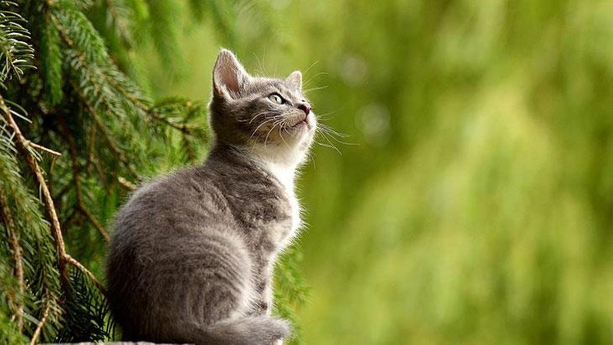Kediler Kac Yil Yasar Kedilerin Ortalama Omru Ve Kendine Has Ozellikleri Evcil Hayvan