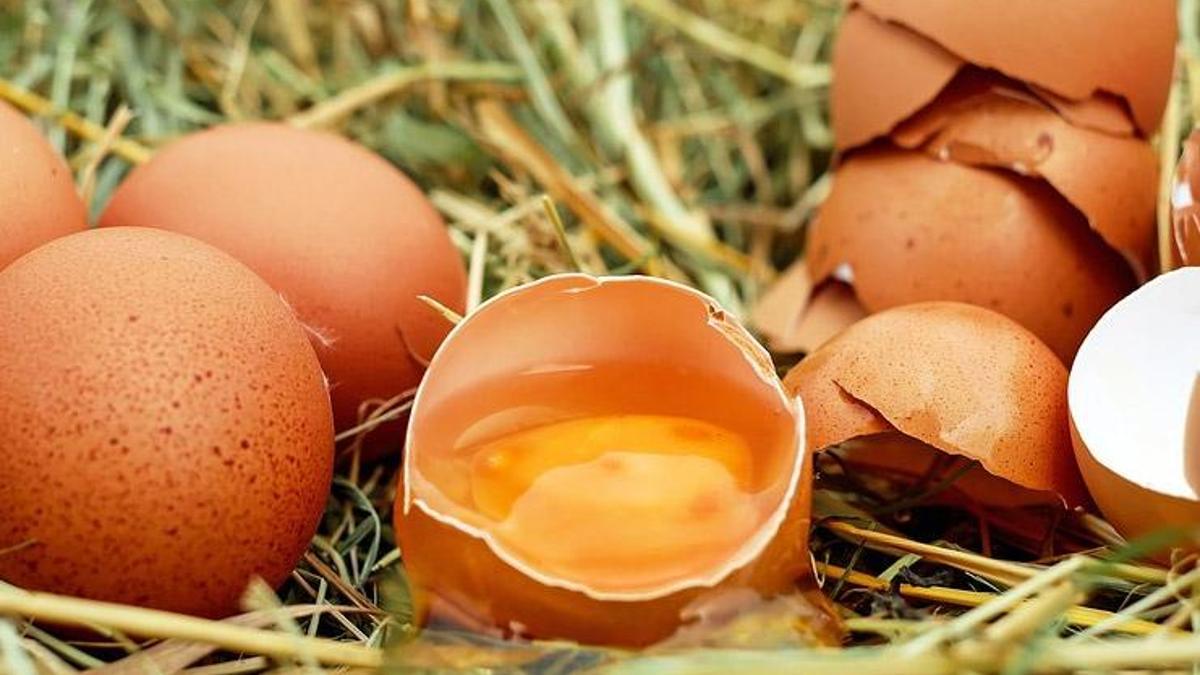 Яйца беларусь купить. Яйца. Яйца птиц. Скорлупа яиц. Яйцо (пищевой продукт).