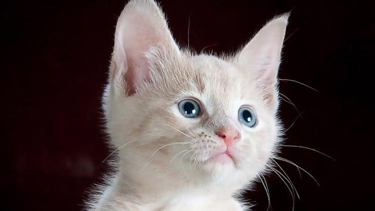 Kedi Yavrusuna Ne Denir Bulmaca Sorusunun Cevabi En Son Haberler Milliyet