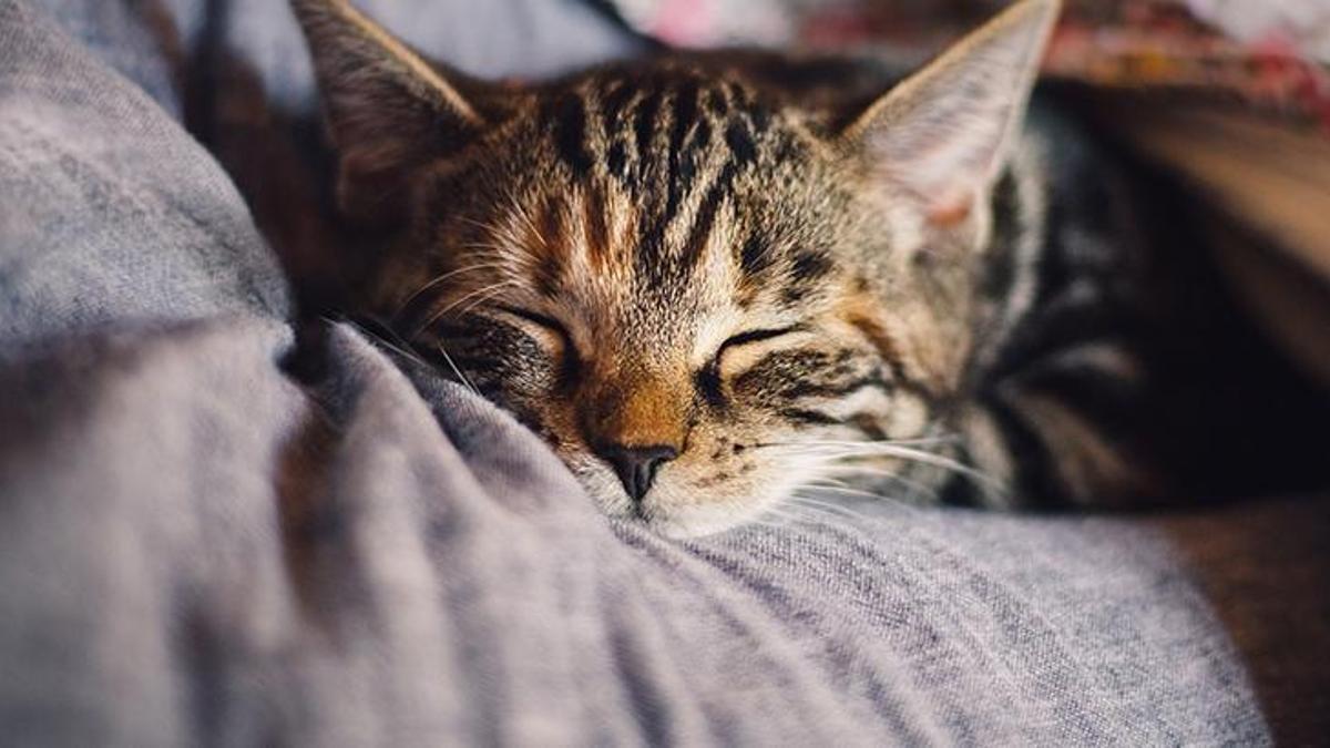 Kediler Uyurken Ve Sevilirken Neden Hirlar Evcil Hayvan